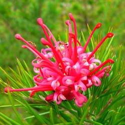 Grévilléa 'Canberra Gem' / Grevillea Canberra Gem